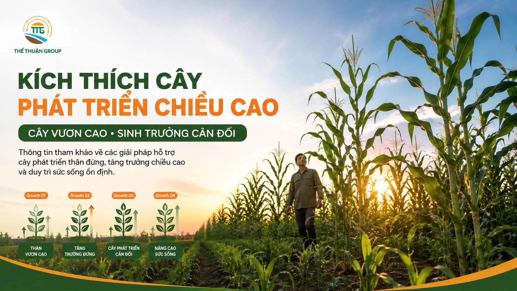 Kích thích cây phát triển chiều cao Kích thích cây phát triển chiều cao