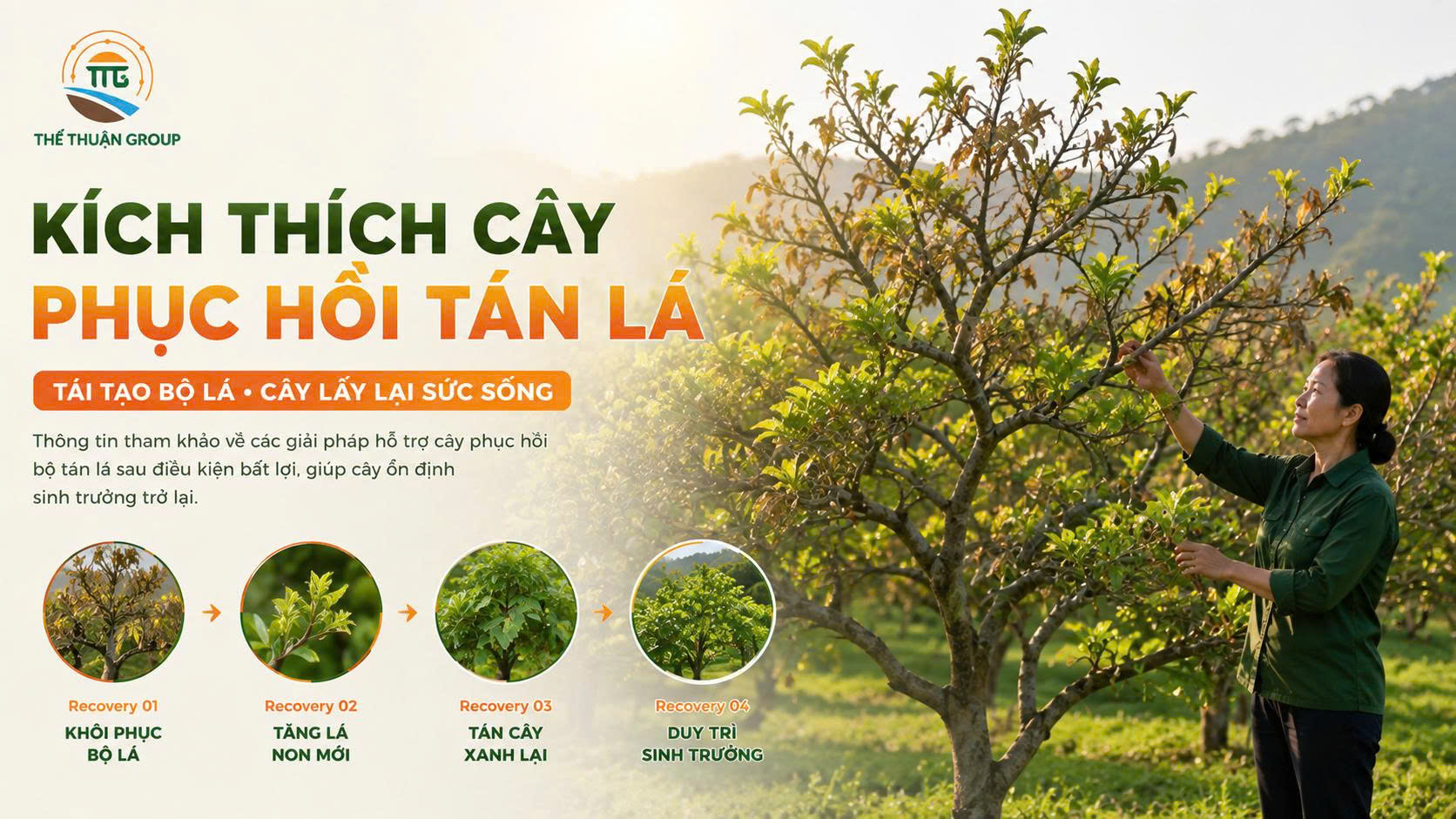 Kích thích cây phục hồi tán lá