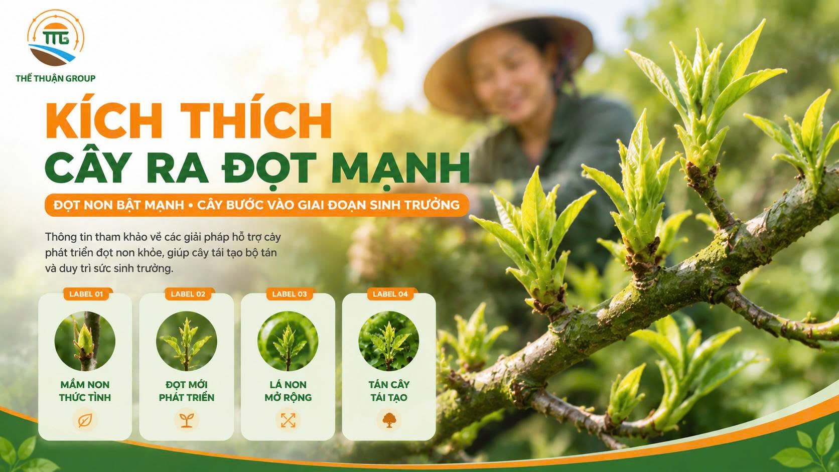 Kích thích cây ra đọt mạnh