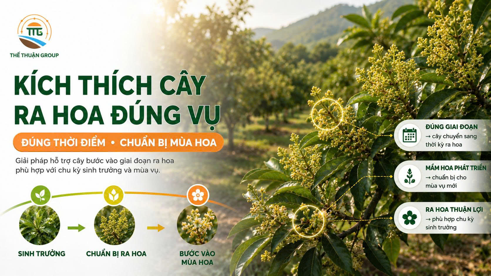 Kích thích cây ra hoa đúng vụ Kích thích cây ra hoa đúng vụ