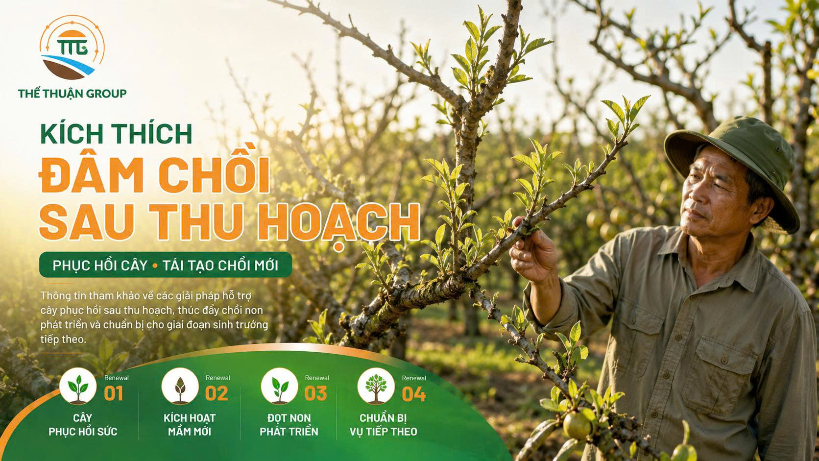 Kích thích đâm chồi sau thu hoạch Kích thích đâm chồi sau thu hoạch