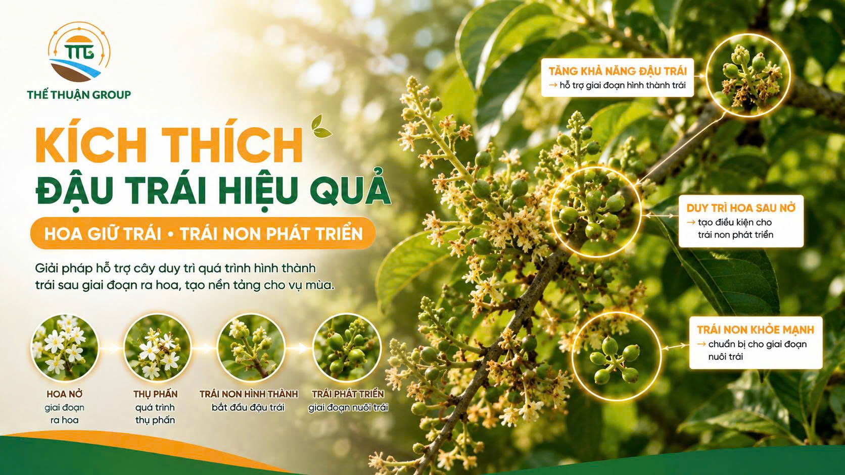 Kích thích đậu trái hiệu quả