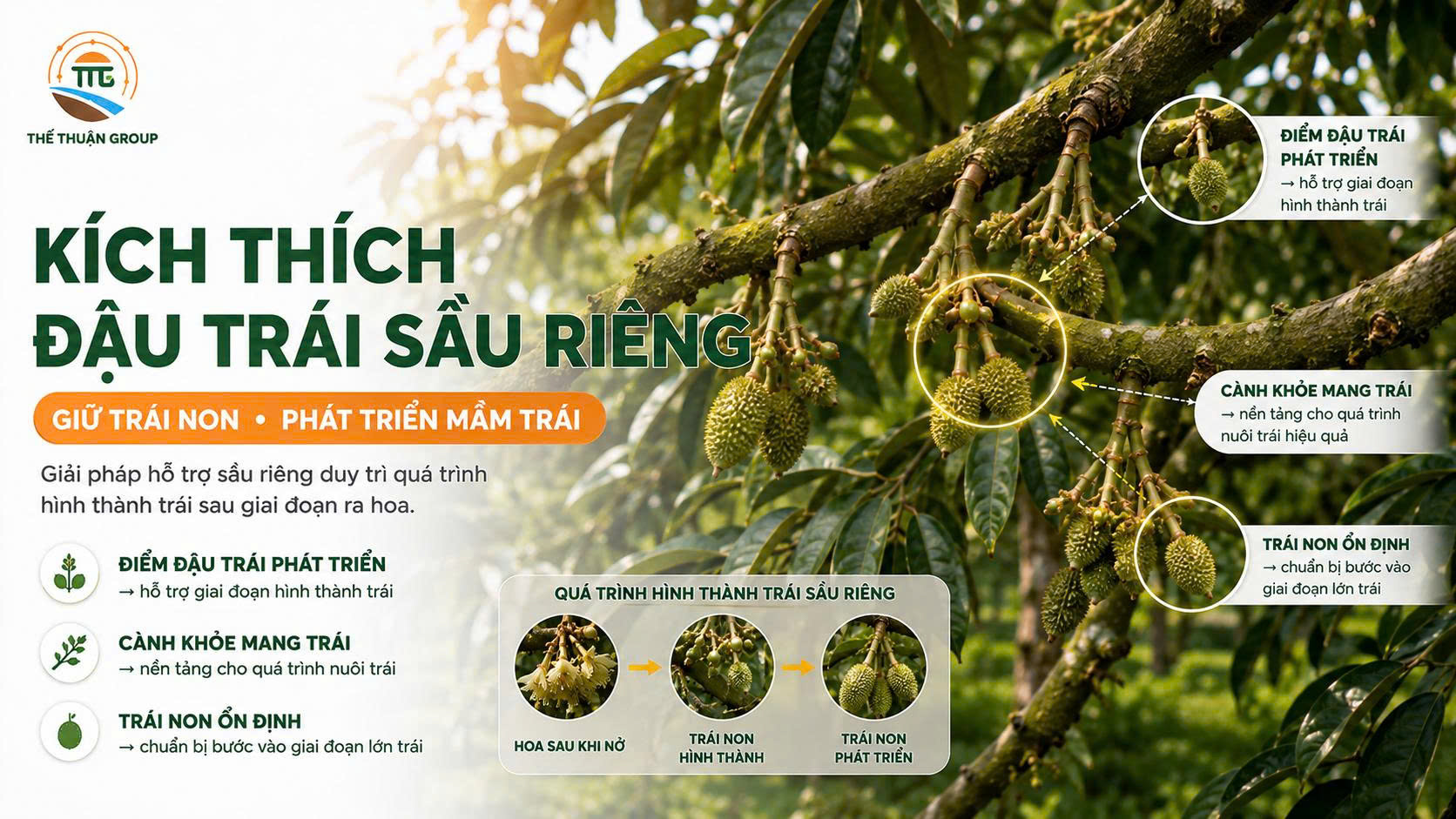 Kích thích đậu trái sầu riêng