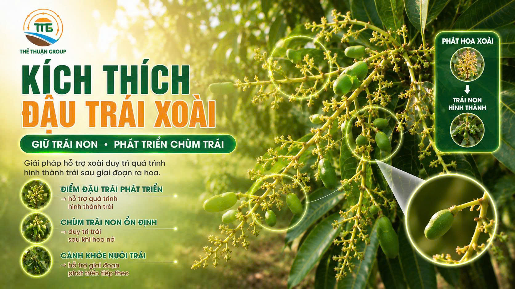 Kích thích đậu trái xoài Kích thích đậu trái xoài
