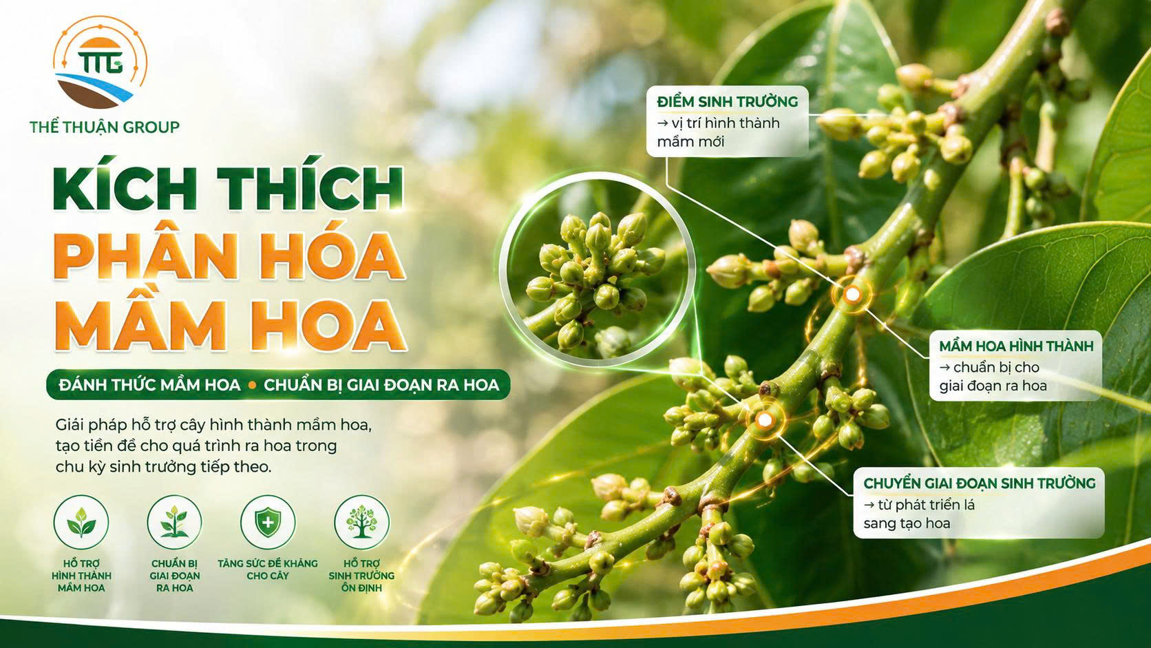 Kích thích phân hóa mầm hoa