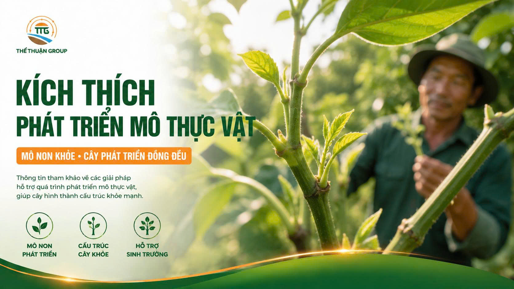 Kích thích phát triển mô thực vật Kích thích phát triển mô thực vật
