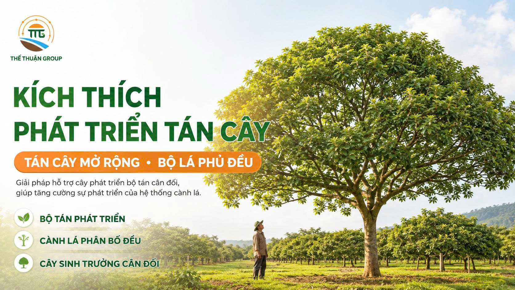Kích thích phát triển tán cây Kích thích phát triển tán cây