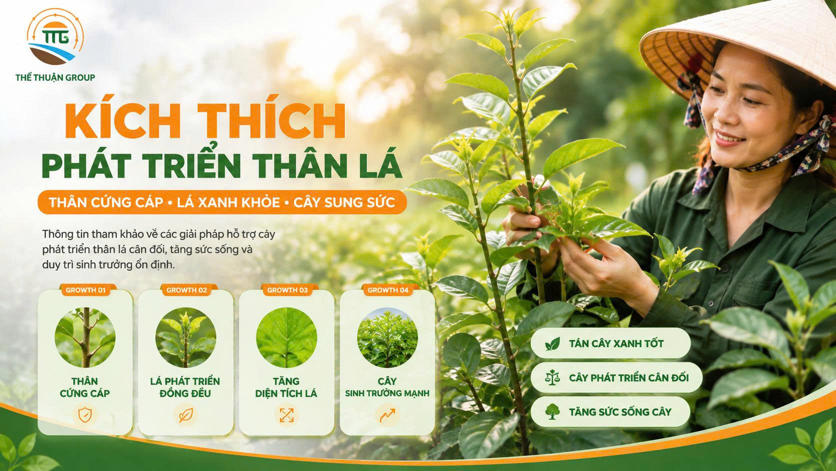 Kích thích phát triển thân lá Kích thích phát triển thân lá