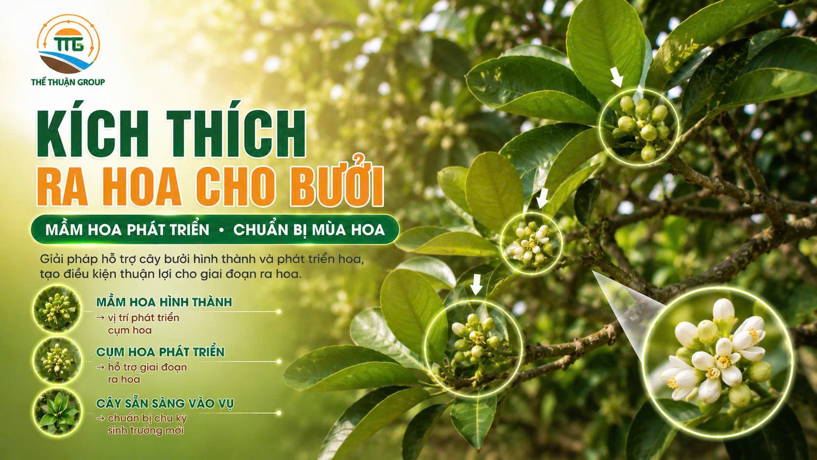 Kích thích ra hoa cho bưởi Kích thích ra hoa cho bưởi