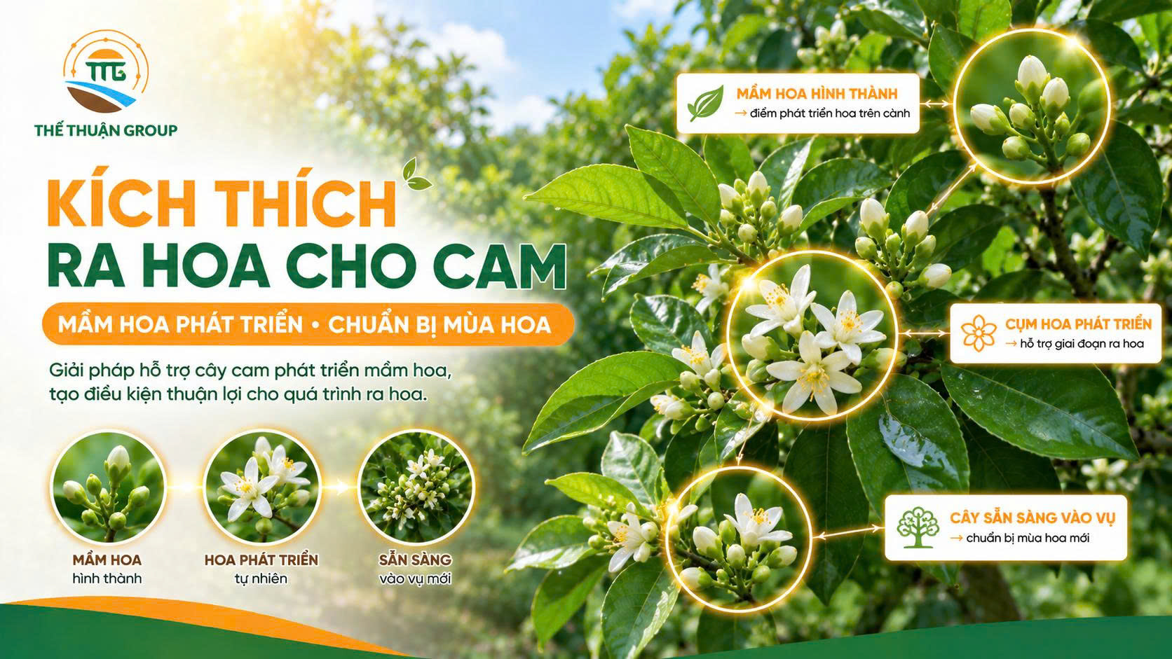 Kích thích ra hoa cho cam