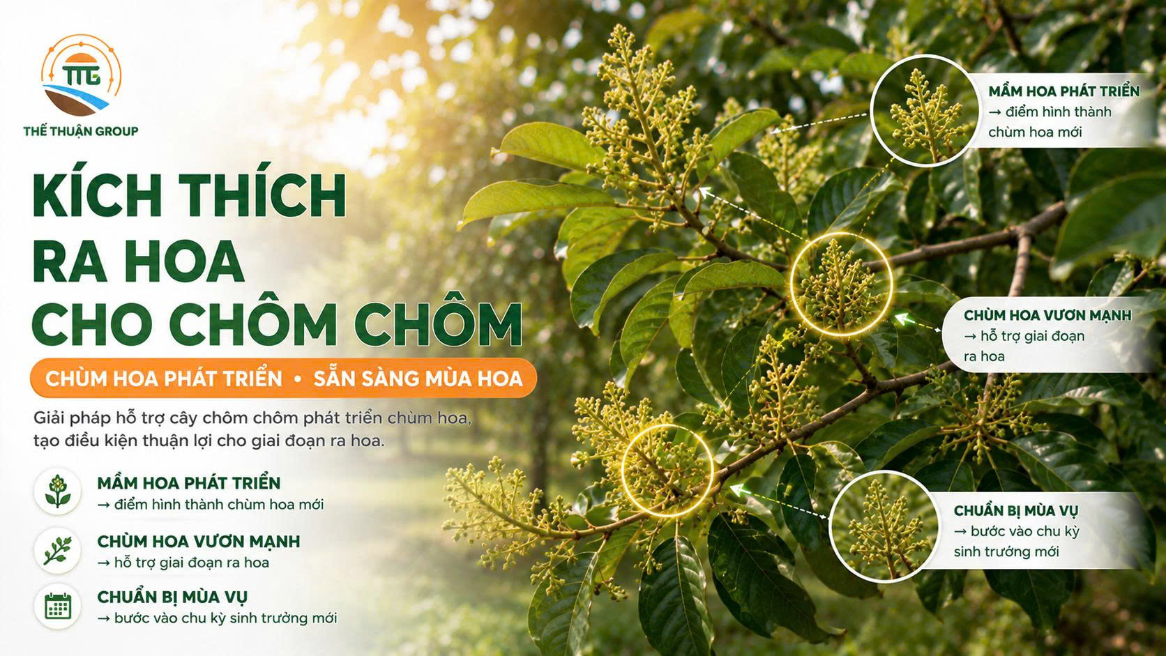 Kích thích ra hoa cho chôm chôm Kích thích ra hoa cho chôm chôm