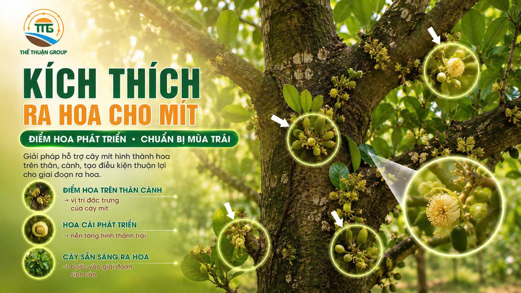 Kích thích ra hoa cho mít