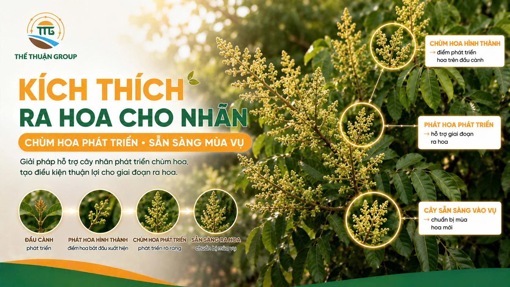 Kích thích ra hoa cho nhãn Kích thích ra hoa cho nhãn