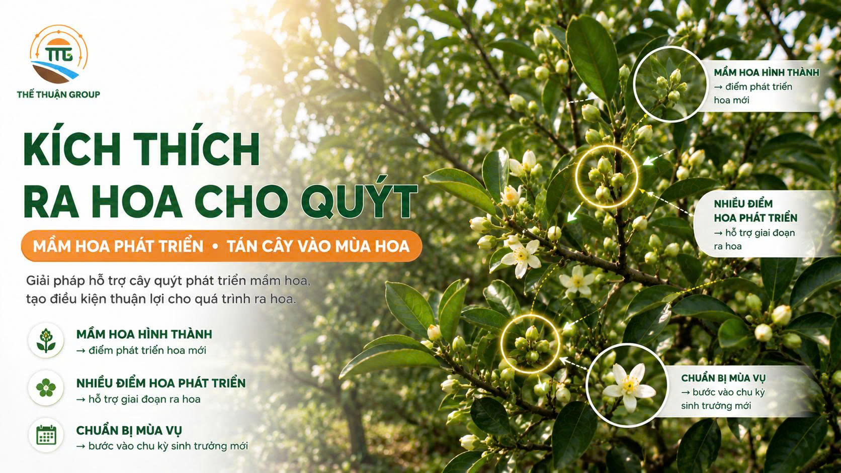 Kích thích ra hoa cho quýt Kích thích ra hoa cho quýt