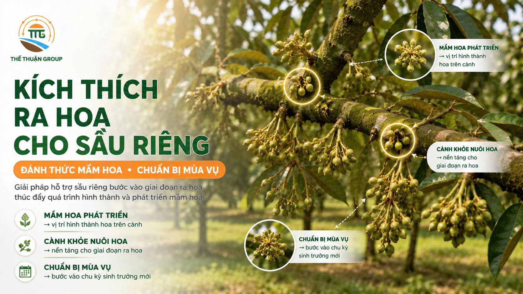 Kích thích ra hoa cho sầu riêng
