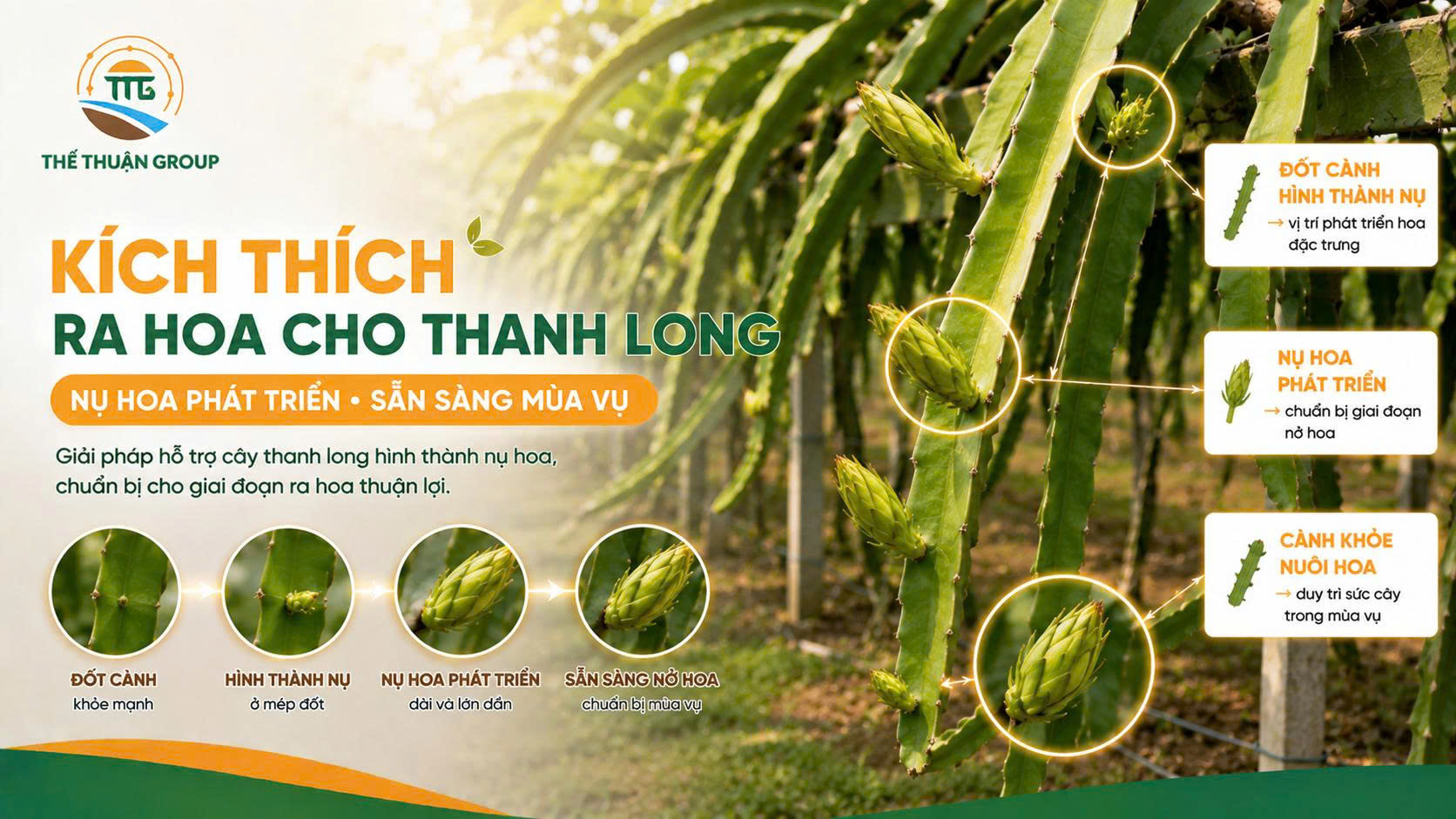 Kích thích ra hoa cho thanh long Kích thích ra hoa cho thanh long