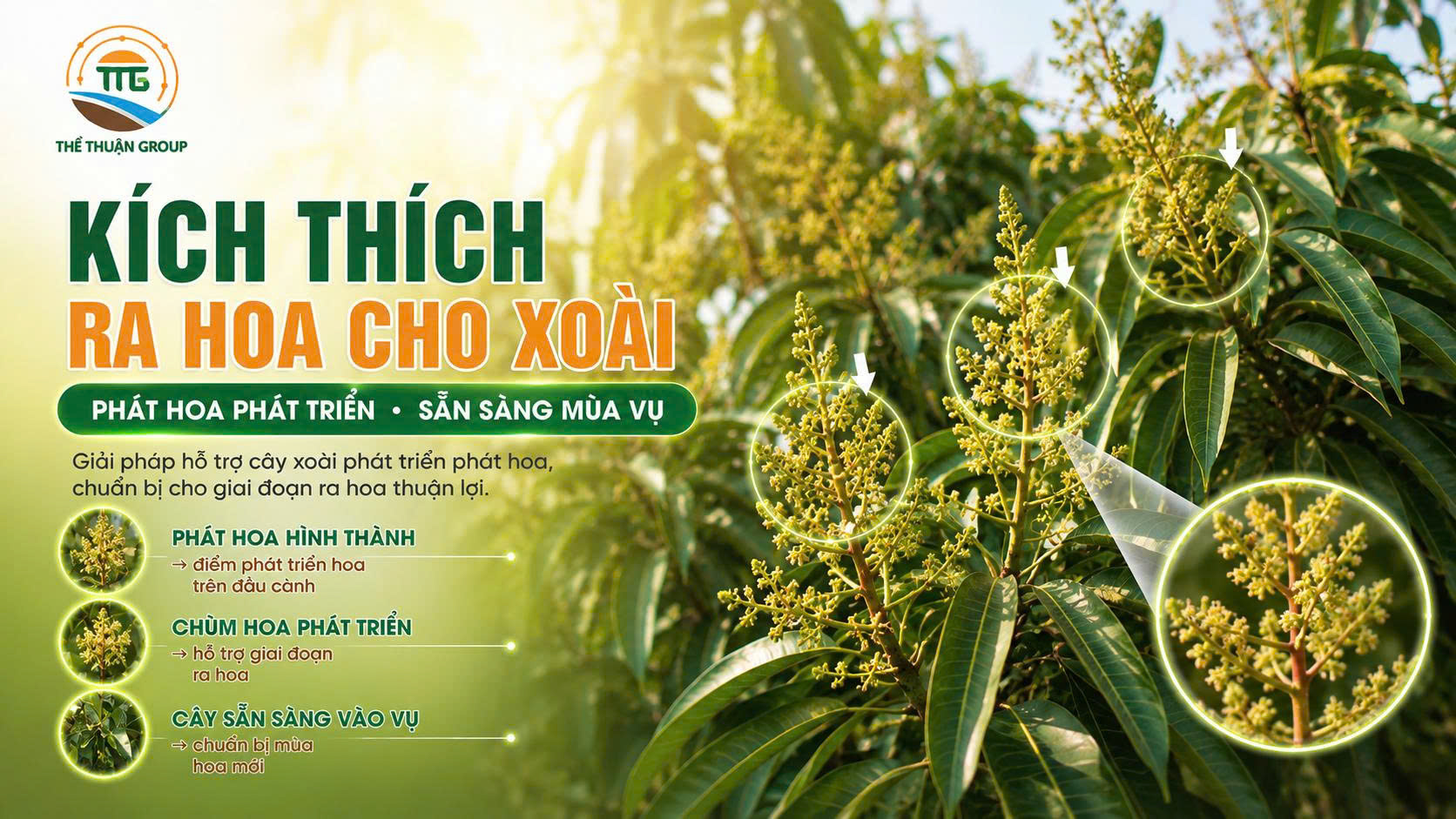 Kích thích ra hoa cho xoài Kích thích ra hoa cho xoài