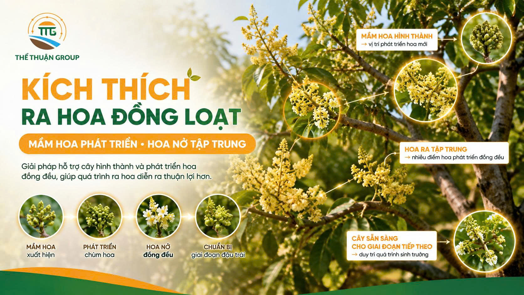 Kích thích ra hoa đồng loạt Kích thích ra hoa đồng loạt