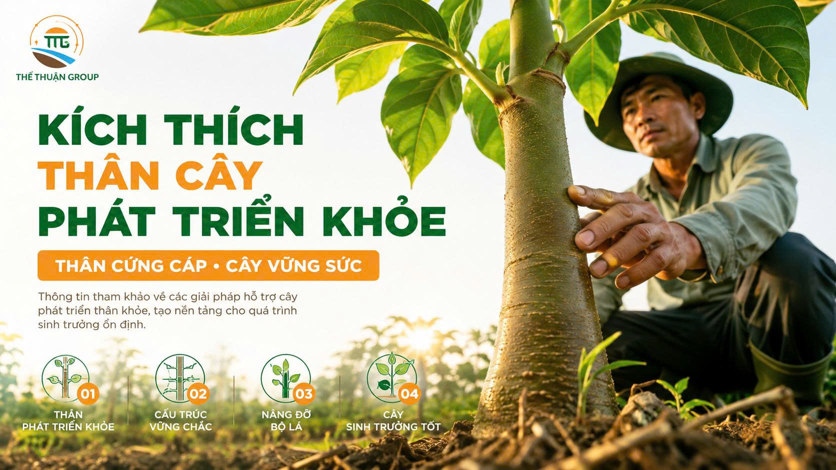 Kích thích thân cây phát triển khỏe Kích thích thân cây phát triển khỏe
