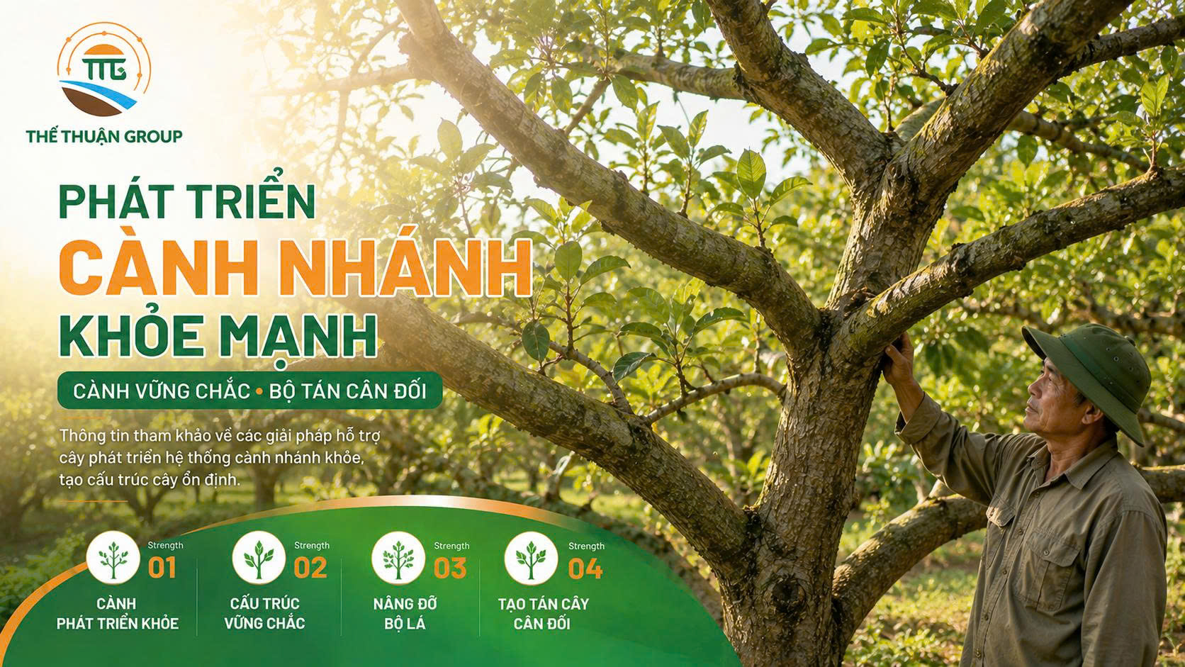 Phát triển cành nhánh khỏe mạnh Phát triển cành nhánh khỏe mạnh