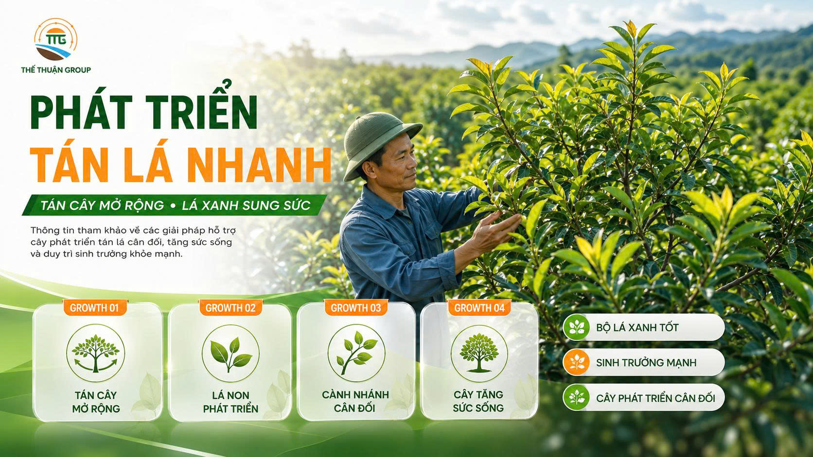 Phát triển tán lá nhanh Phát triển tán lá nhanh