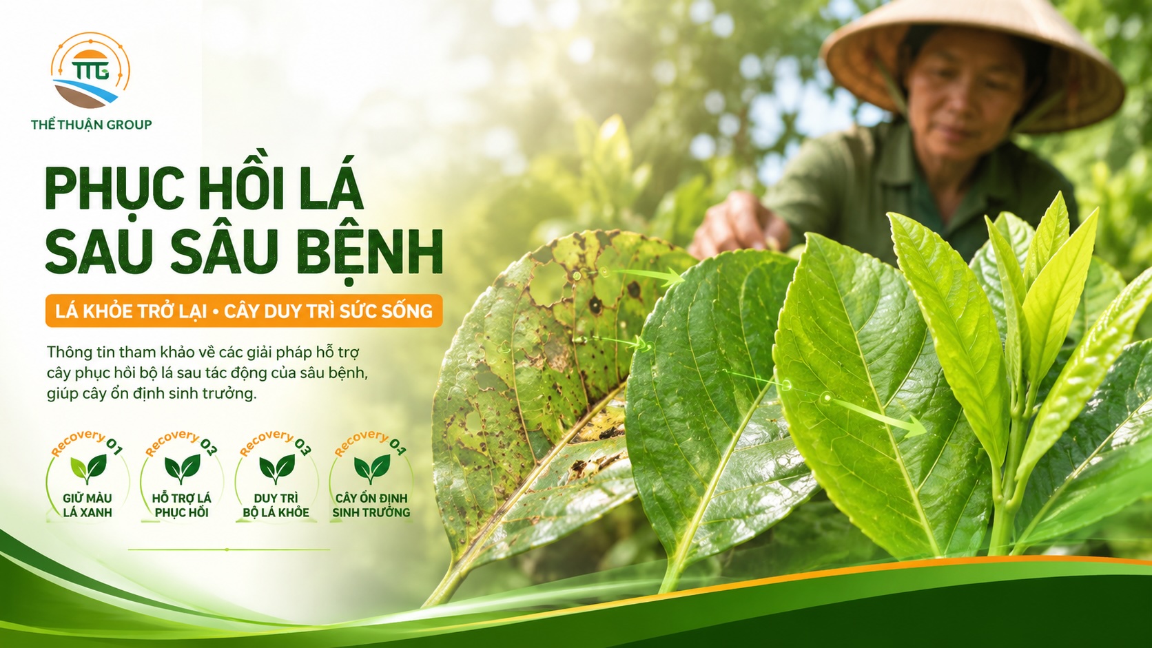 Phục hồi lá sau sâu bệnh