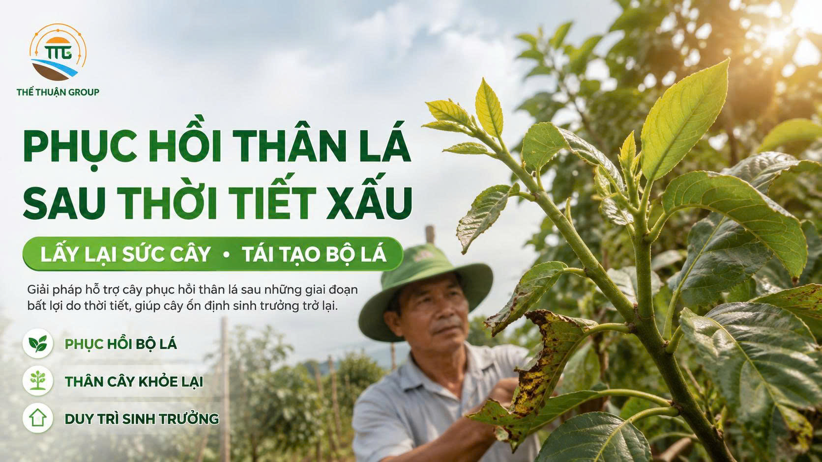 Phục hồi thân lá sau thời tiết xấu Phục hồi thân lá sau thời tiết xấu