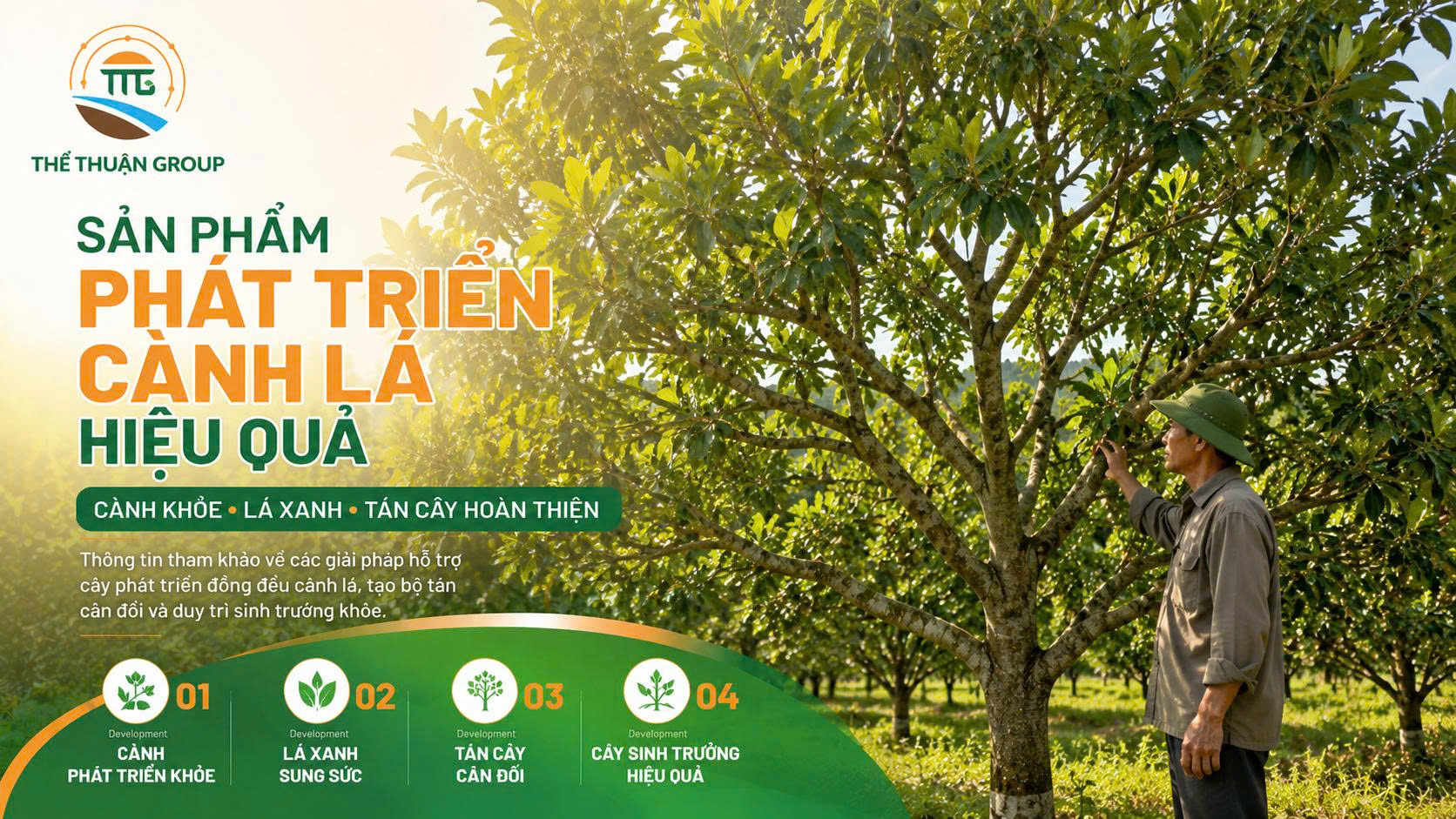 Sản phẩm phát triển cành lá hiệu quả Sản phẩm phát triển cành lá hiệu quả