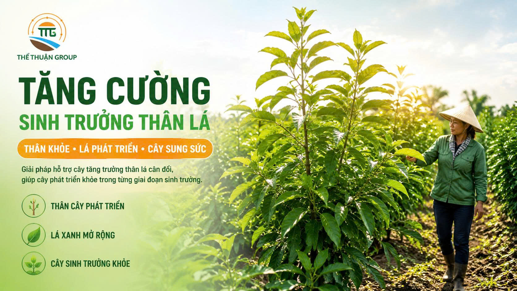 Tăng cường sinh trưởng thân lá Tăng cường sinh trưởng thân lá