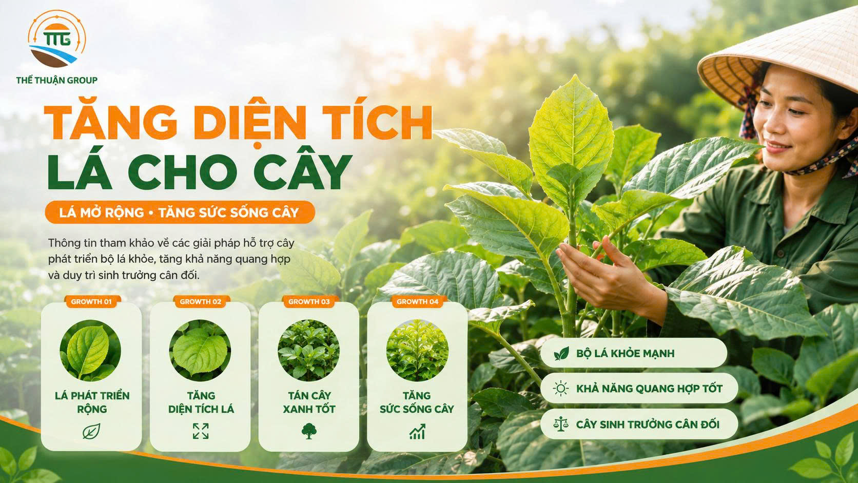Tăng diện tích lá cho cây