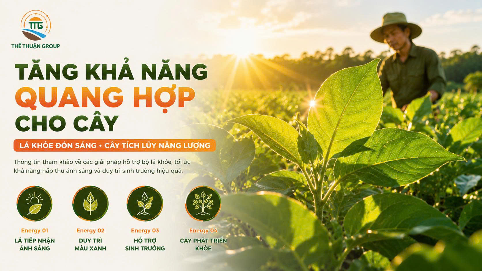 Tăng khả năng quang hợp cho cây