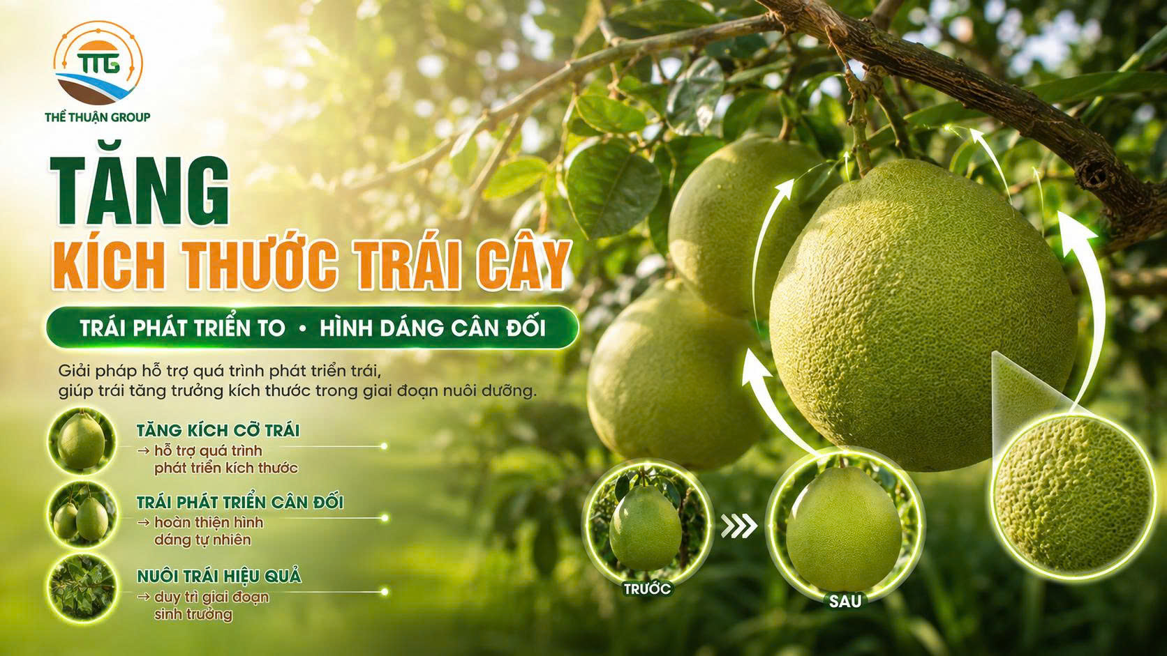 Tăng kích thước trái cây