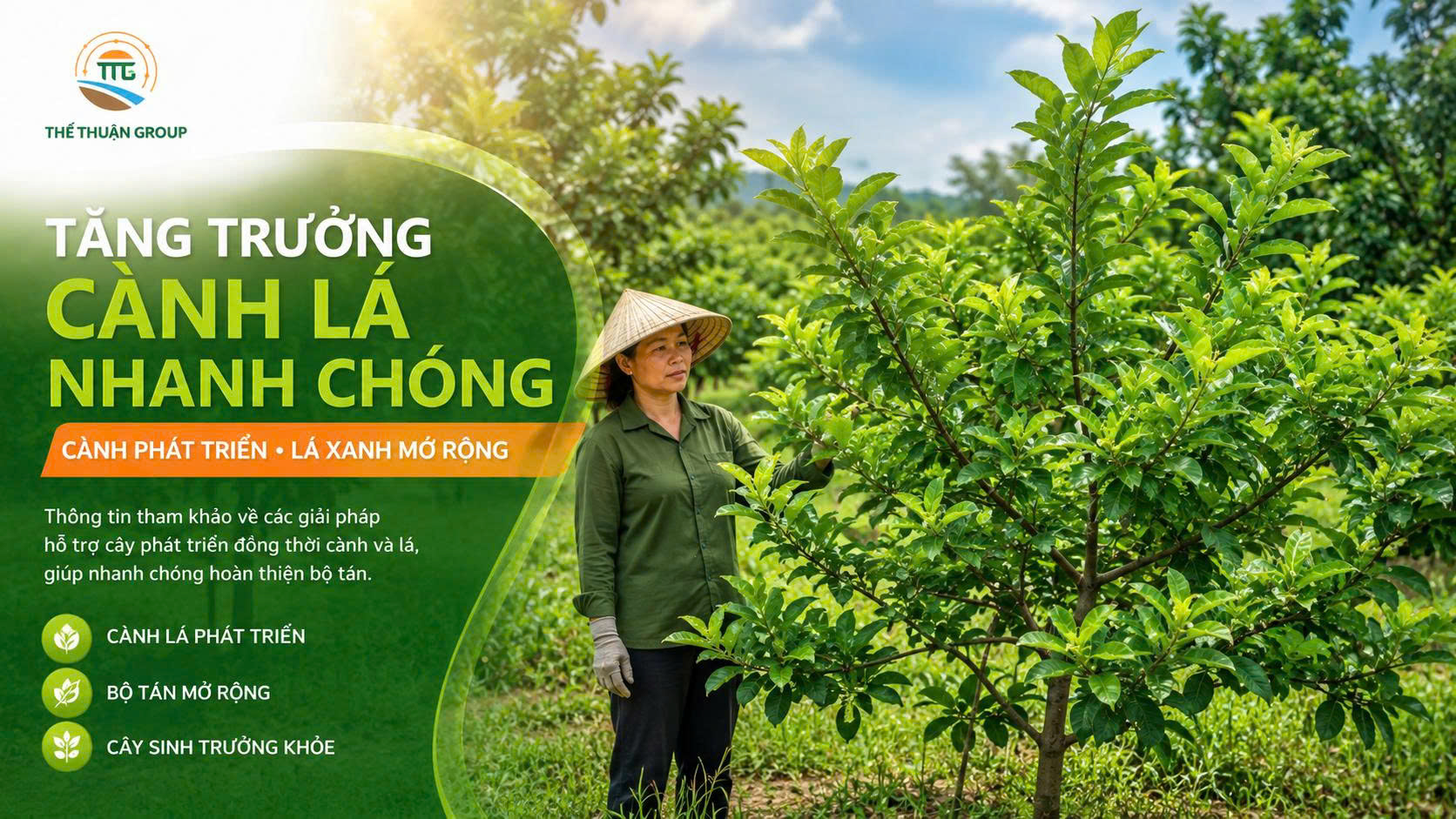 Tăng trưởng cành lá nhanh chóng Tăng trưởng cành lá nhanh chóng