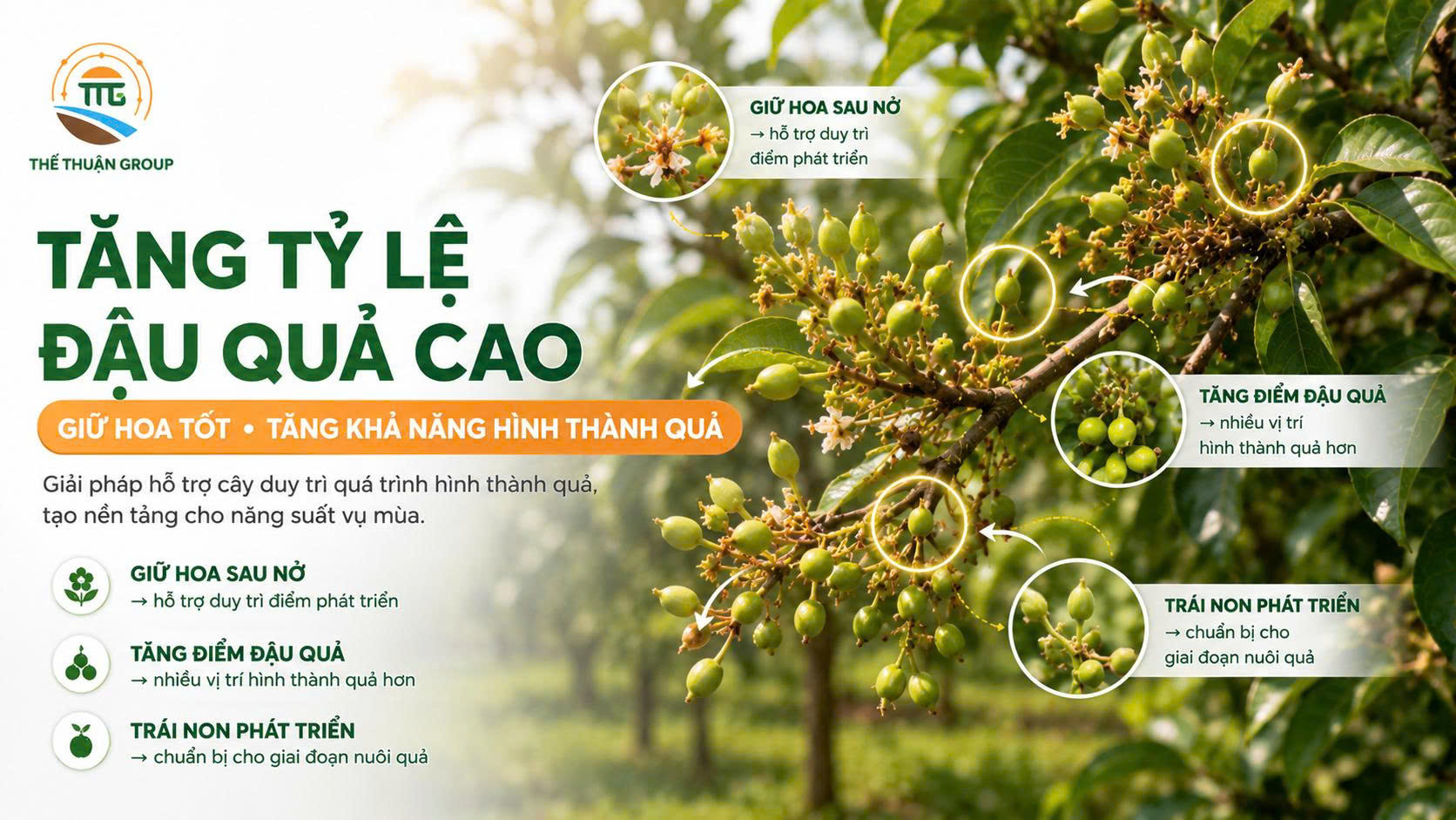 Tăng tỷ lệ đậu quả cao Tăng tỷ lệ đậu quả cao