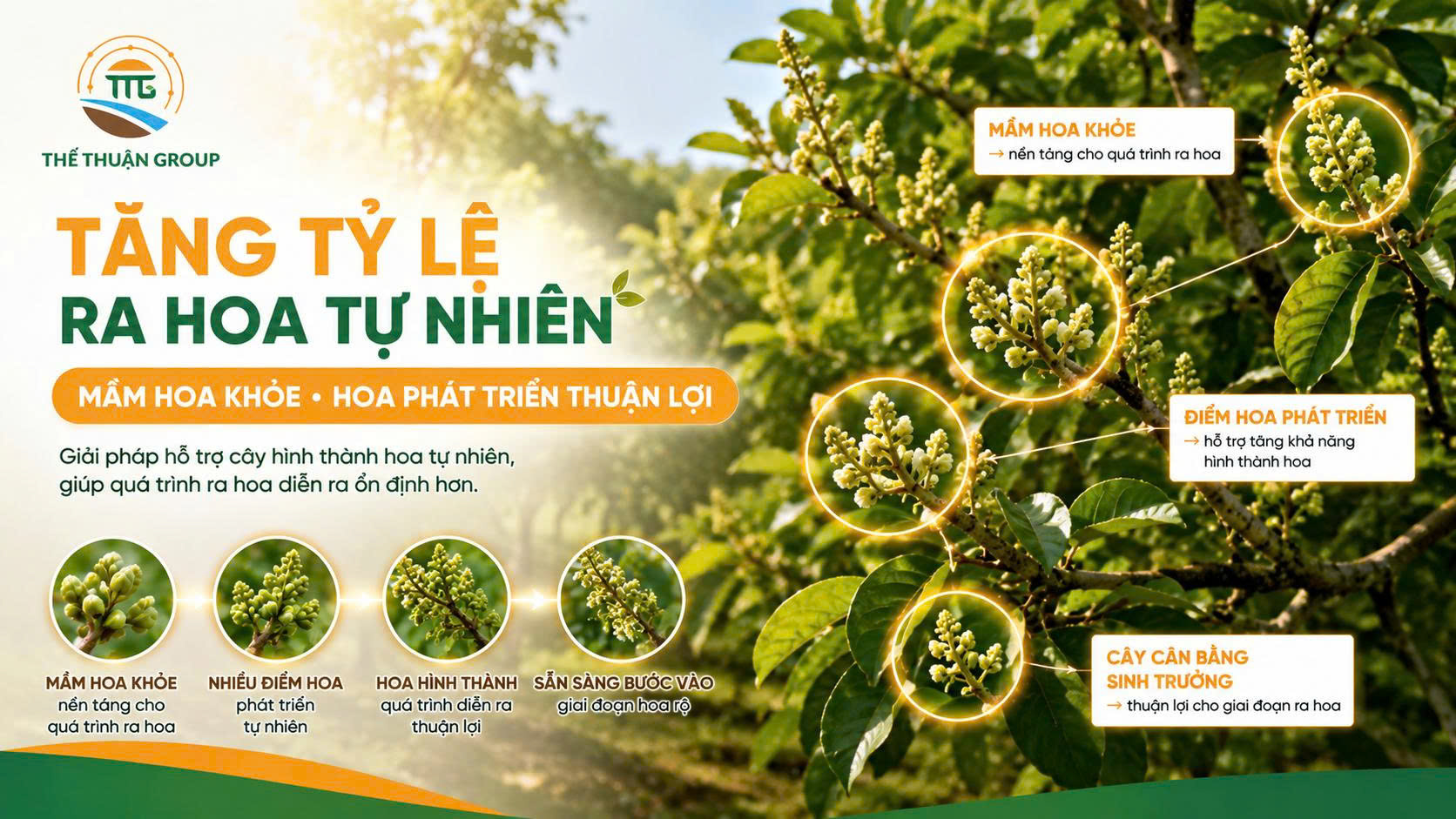 Tăng tỷ lệ ra hoa tự nhiên
