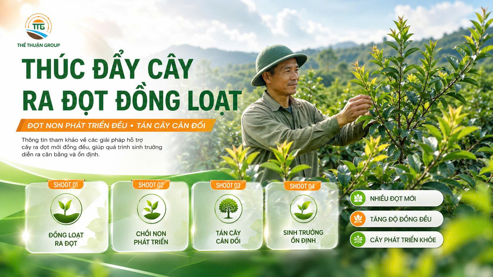 Thúc đẩy cây ra đọt đồng loạt