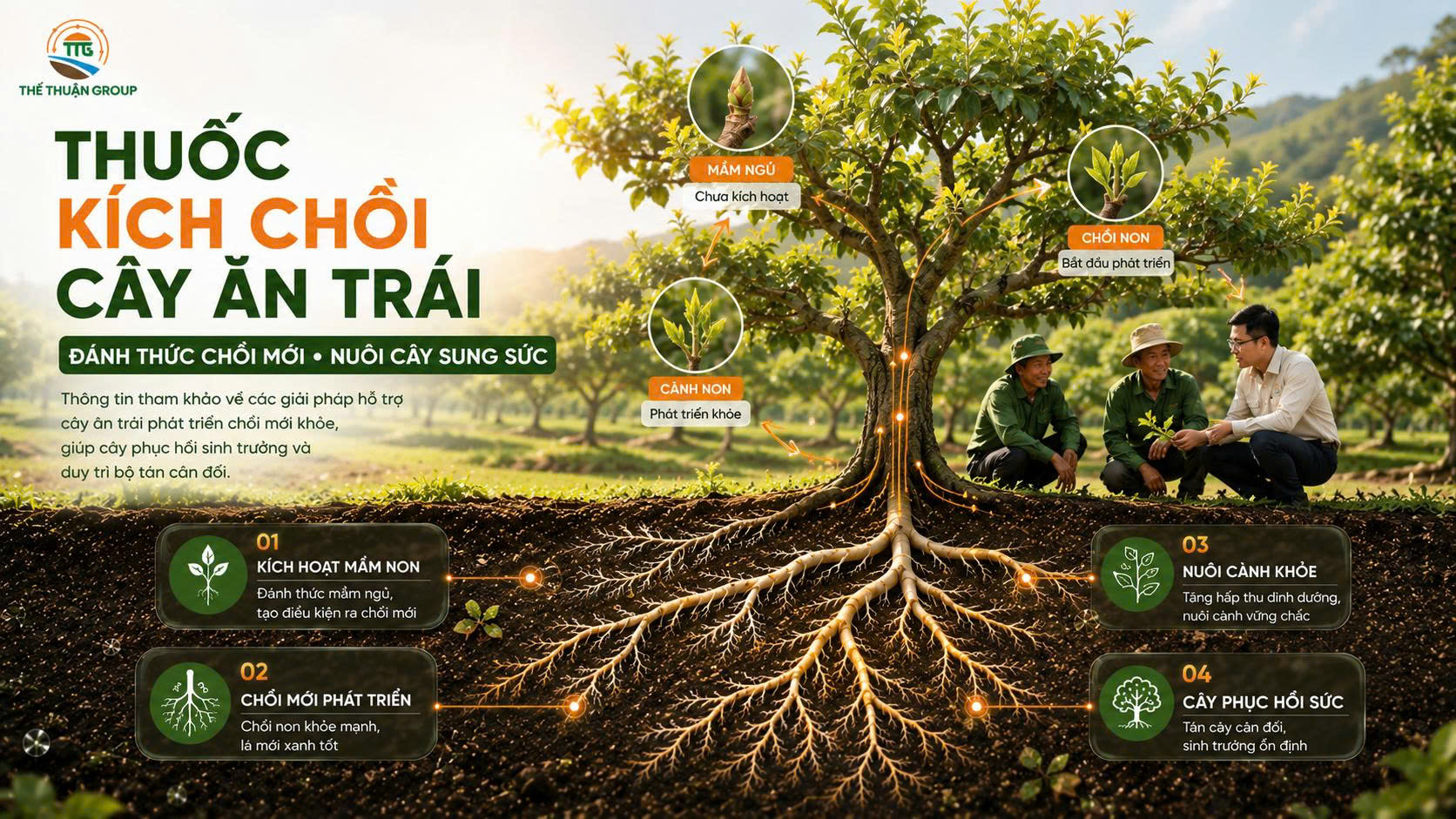 Thuốc kích chồi cây ăn trái