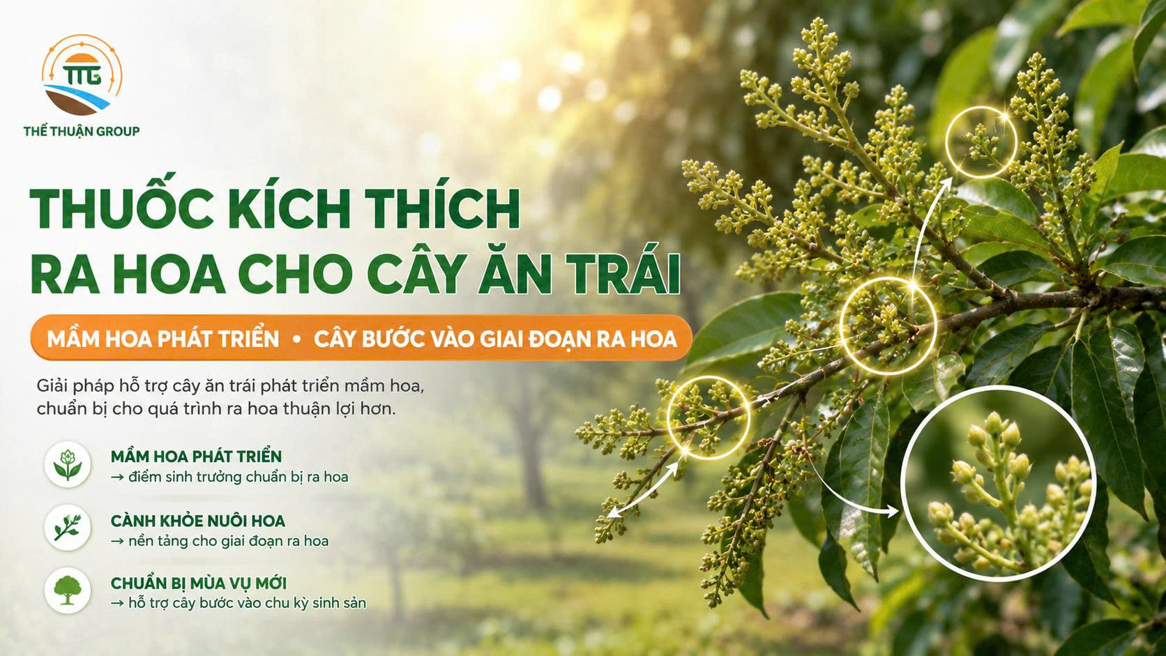 Thuốc kích thích ra hoa cho cây ăn trái