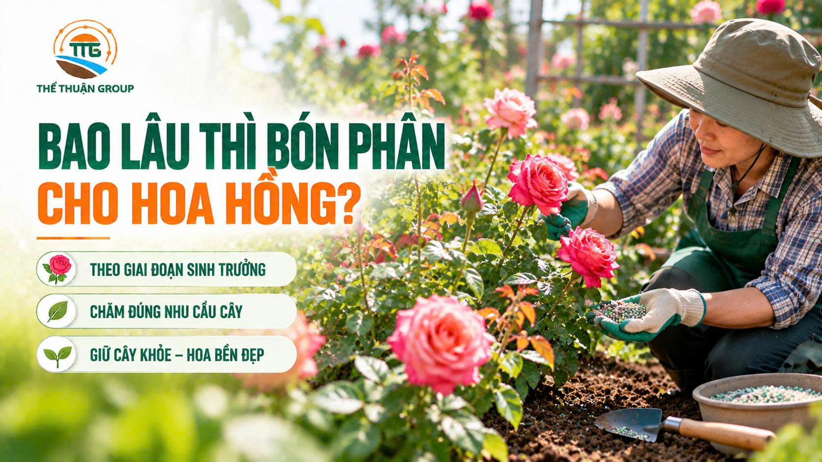Bao lâu thì bón phân cho hoa hồng Bao lâu thì bón phân cho hoa hồng