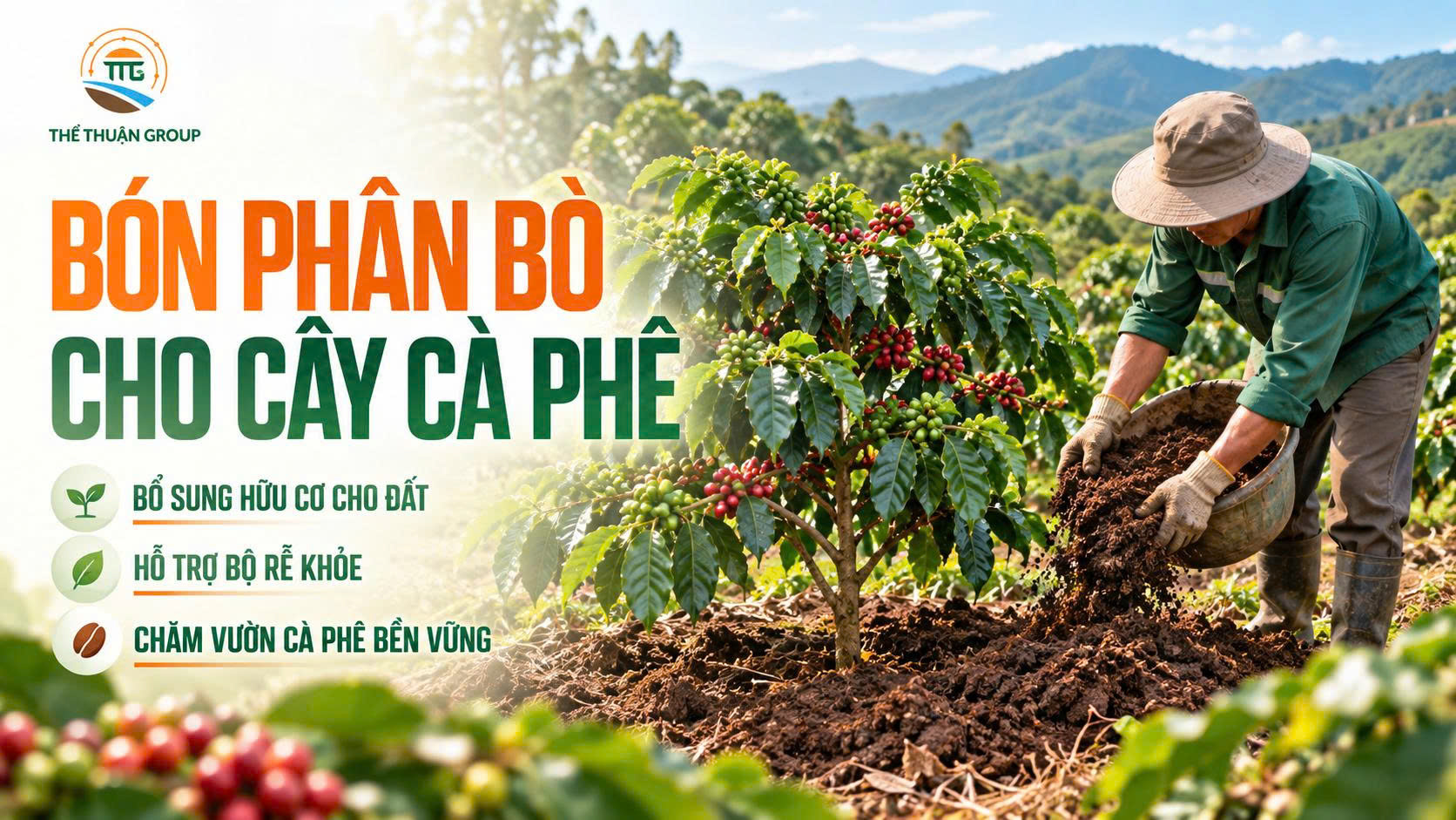 Bón phân bò cho cây cà phê Bón phân bò cho cây cà phê