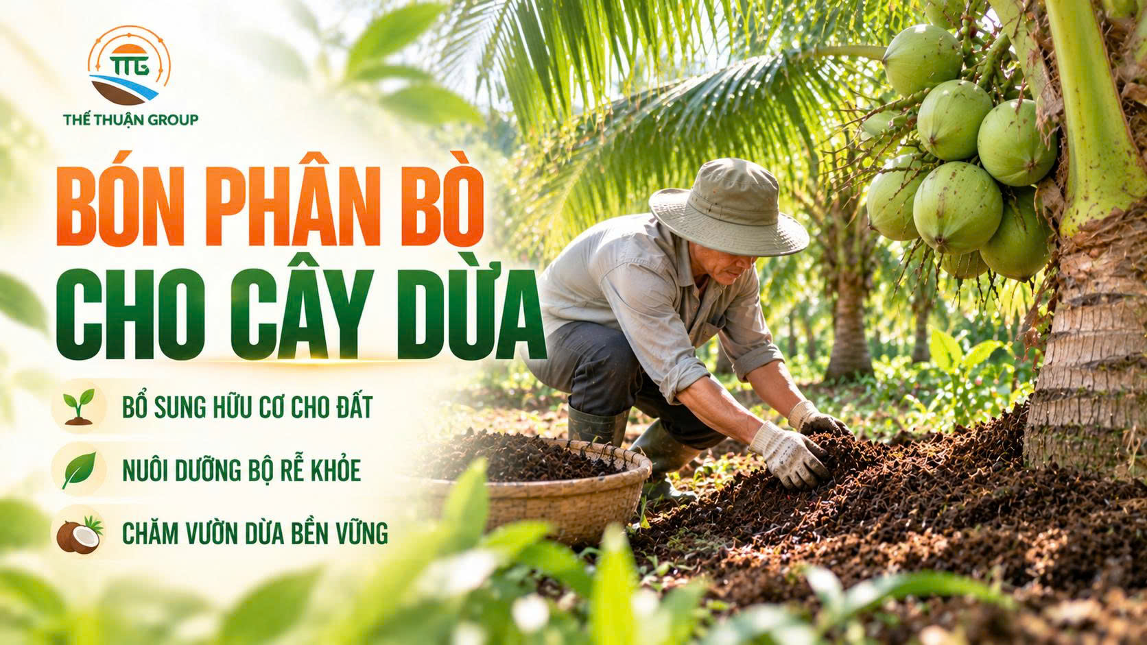 Bón phân bò cho cây dừa Bón phân bò cho cây dừa