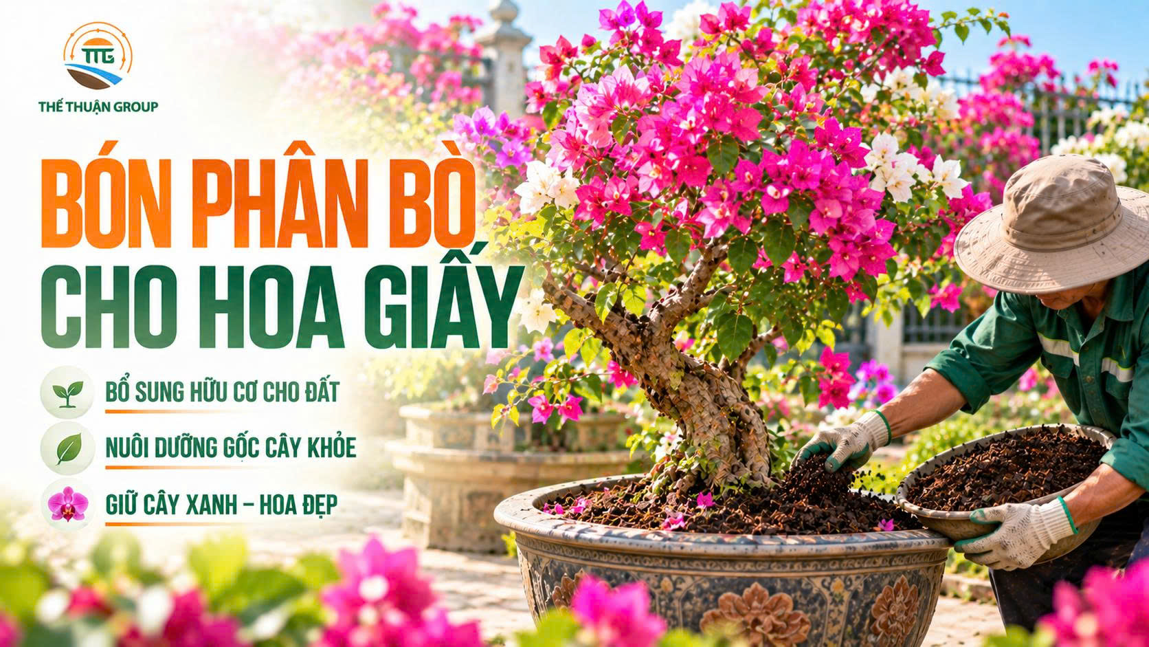 Bón phân bò cho hoa giấy Bón phân bò cho hoa giấy