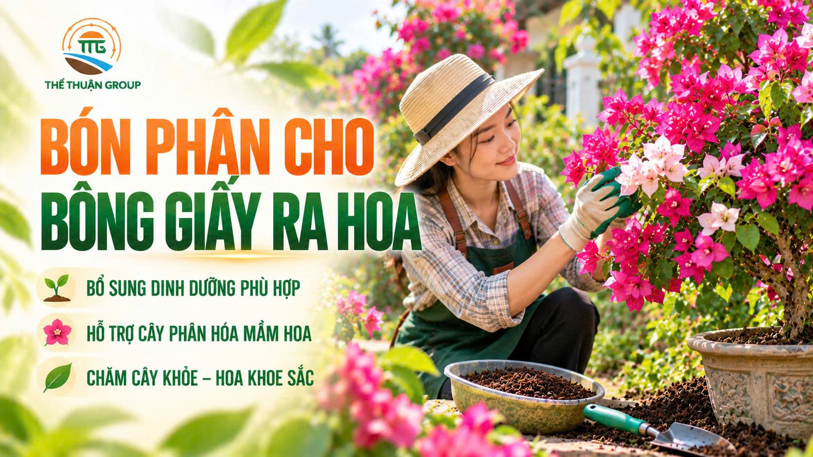 Bón phân cho bông giấy ra hoa