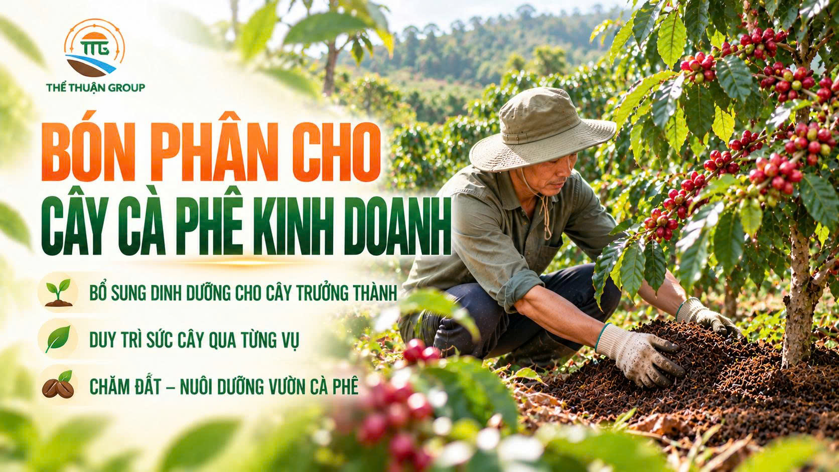 Bón phân cho cây cà phê kinh doanh