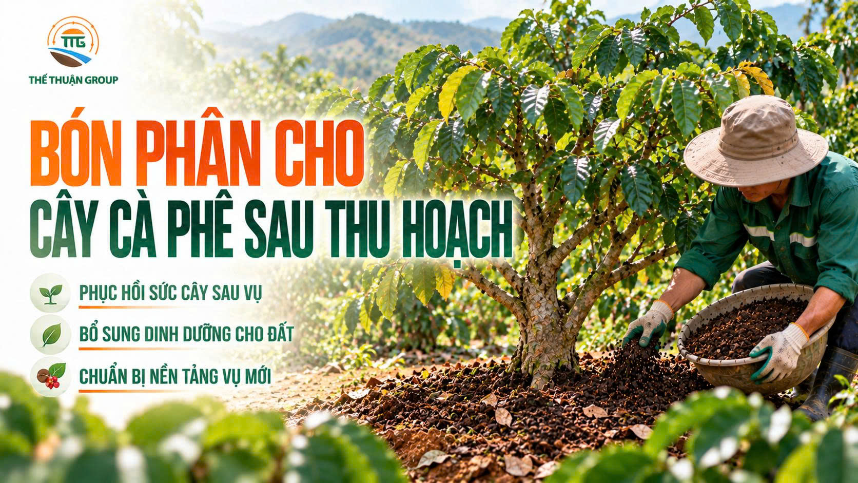 Bón phân cho cây cà phê sau thu hoạch