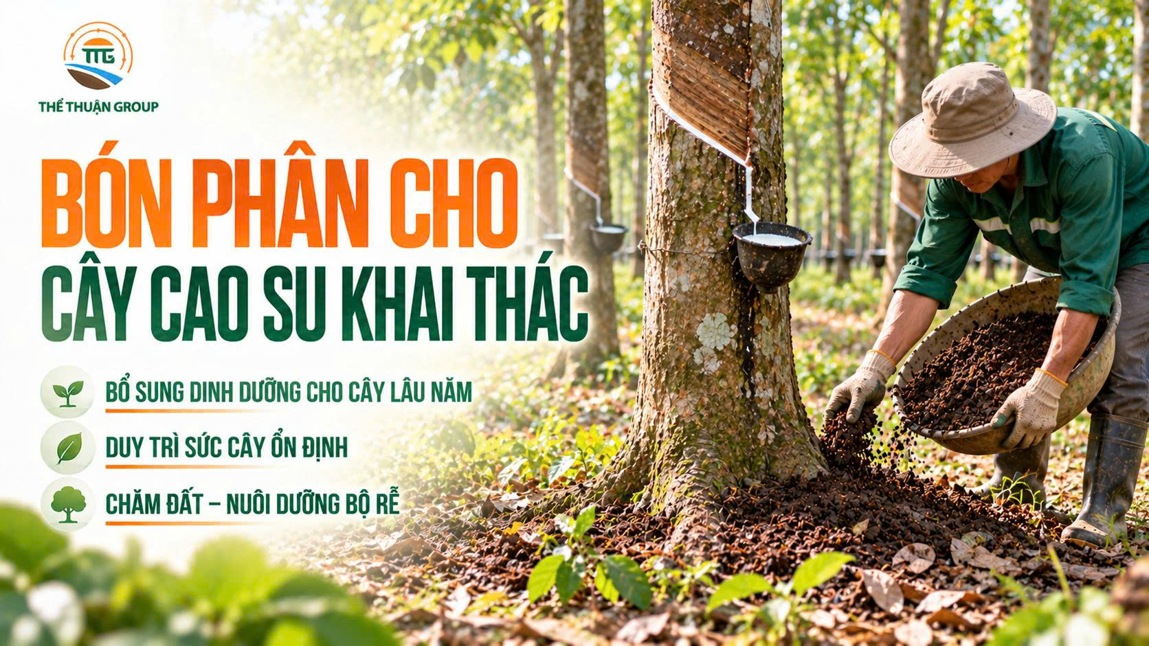 Bón phân cho cây cao su khai thác