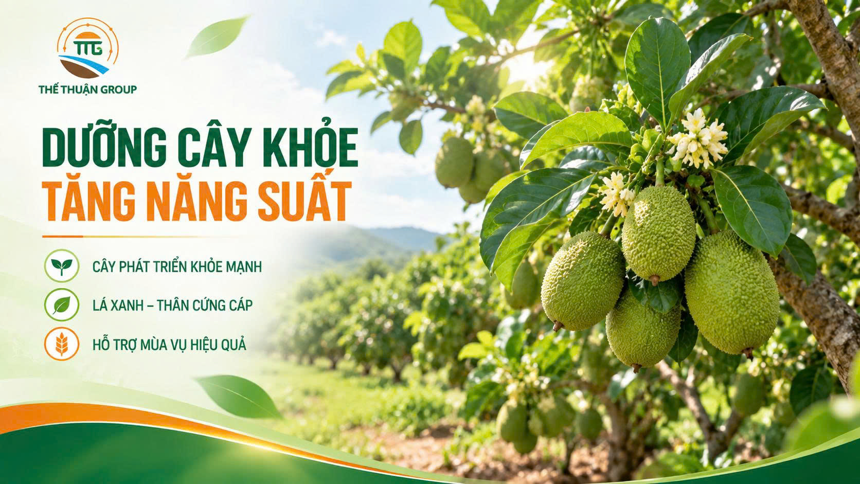 Dưỡng cây khỏe tăng năng suất