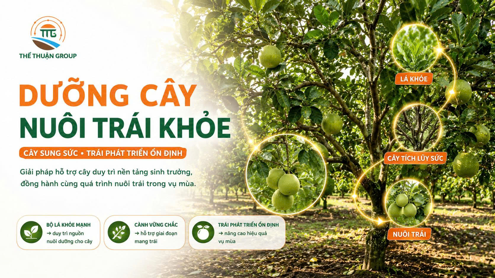 Dưỡng cây nuôi trái khỏe Dưỡng cây nuôi trái khỏe