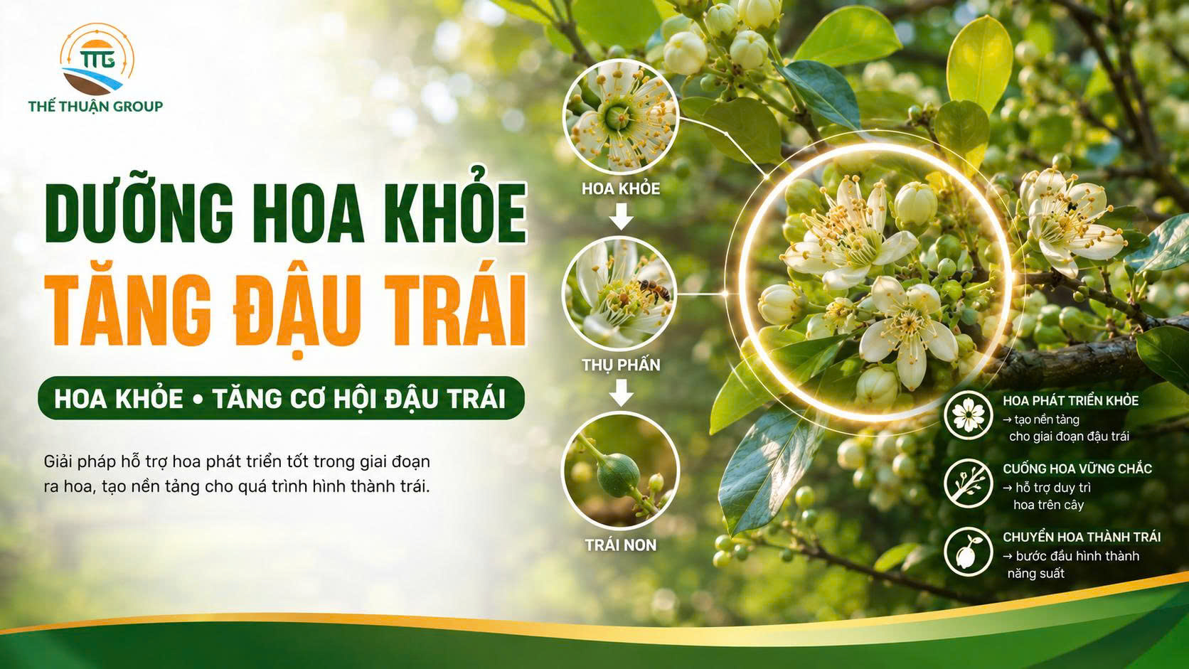 Dưỡng hoa khỏe tăng đậu trái Dưỡng hoa khỏe tăng đậu trái