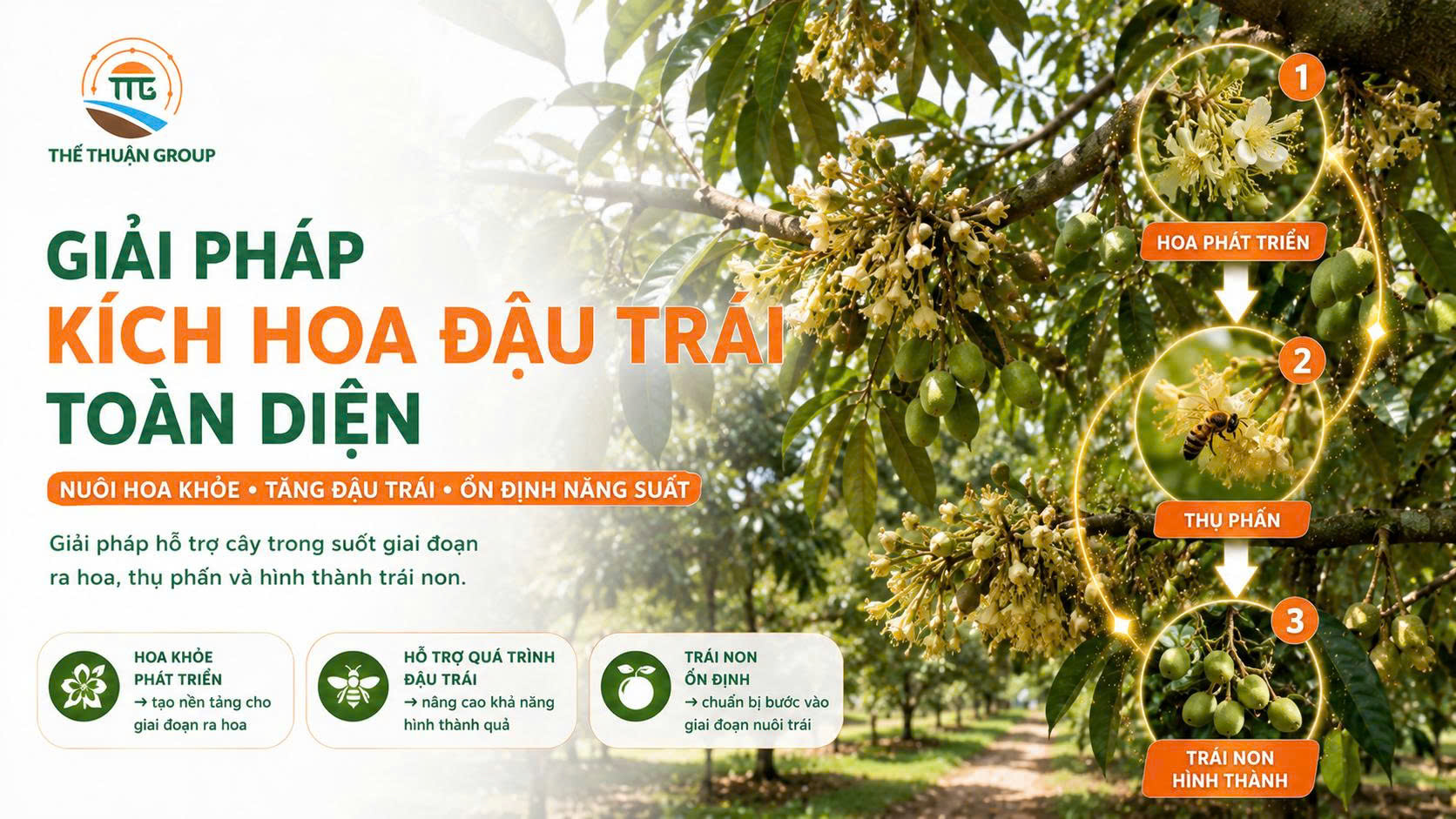 Giải pháp kích hoa đậu trái toàn diện Giải pháp kích hoa đậu trái toàn diện